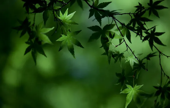 Greens, leaves, green, stillness