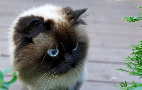 Cat, eyes, wool