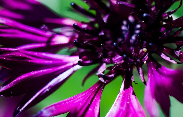 Macro, flowers, minimalism, minimalism, flowers, macro, cornflowers, cornflowers