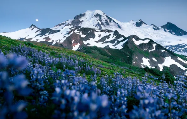 Picture ice, Moon, grass, sky, landscape, nature, flowers, mountains