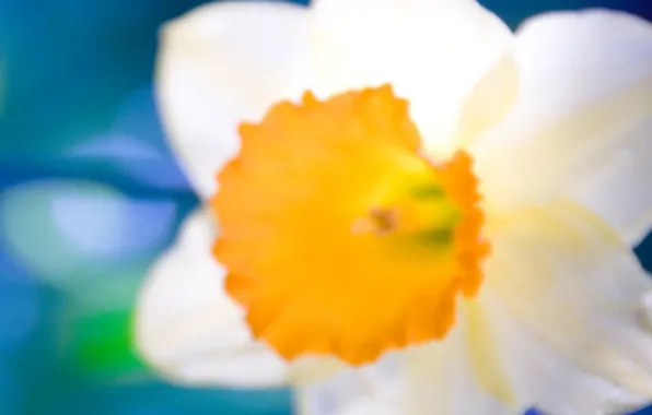 White, orange, close-up