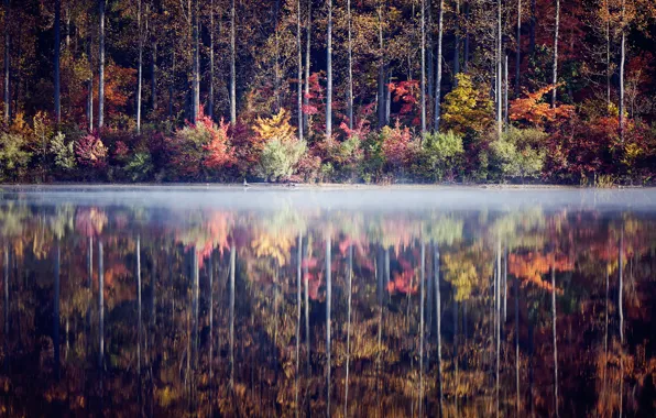 Picture autumn, forest, trees, lake, reflection, the bushes