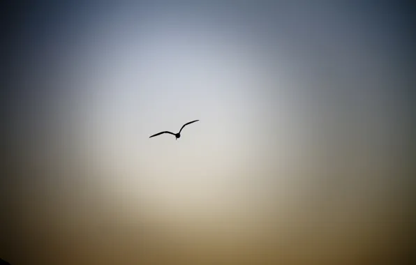 Picture the sky, bird, flight