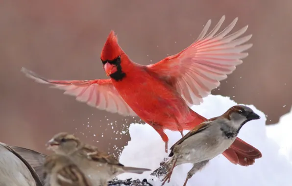 Winter, birds, wings, Sparrow, cardinal