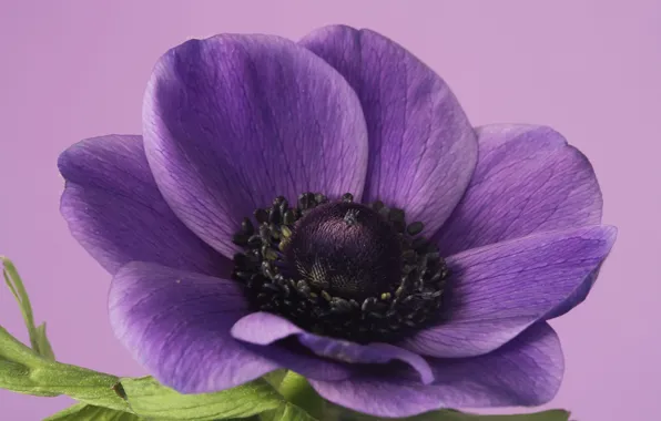 Picture flowers, petals, anemonastrum