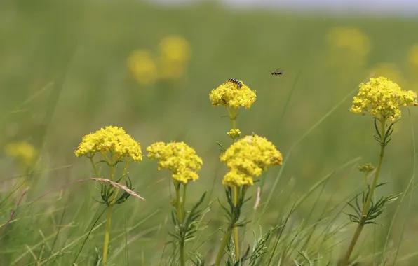 Picture flowers, insects, the steppe
