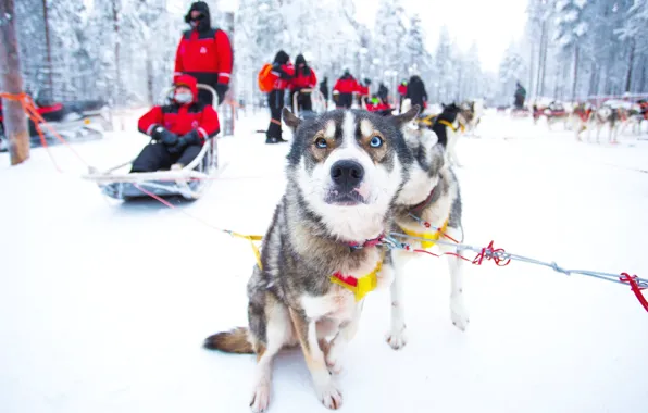 Picture Winter, Snow, People, Dogs, Finland, Finland, Rovaniemi, Winter Experience