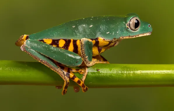 Macro, nature, model, frog, stem, beauty, green, green background