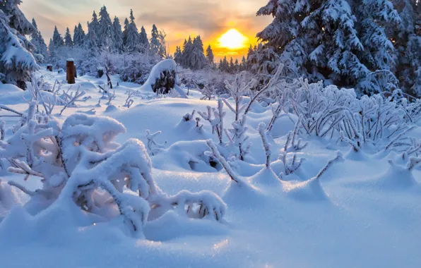 Winter, sunset, windbreak