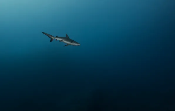 Sea, predator, shark, depth, under water