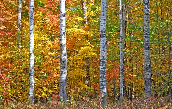 Autumn, forest, leaves, trees, Colorado, USA, aspen, Aspen