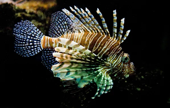 Picture sea, water, fish, striped, lionfish, poisonous
