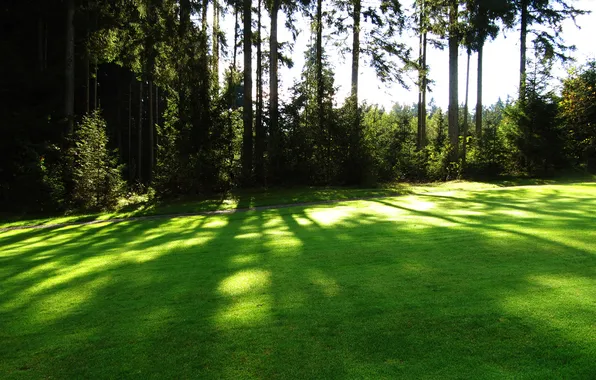 Greens, grass, the sun, lawn, glade, lawn, Playground, woods