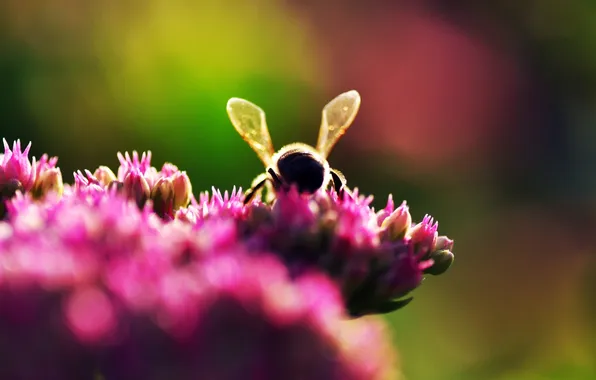 Macro, flowers, nature, photo, bee, Wallpaper, plant, bokeh