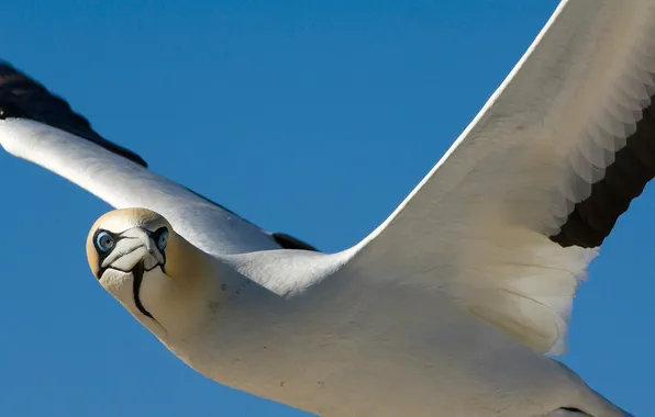 Picture flight, bird, wings, Seagull, beak, seagull