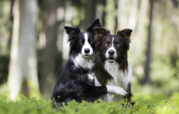 Picture dogs, nature, a couple, friends, bokeh, two dogs, hugs, The border collie