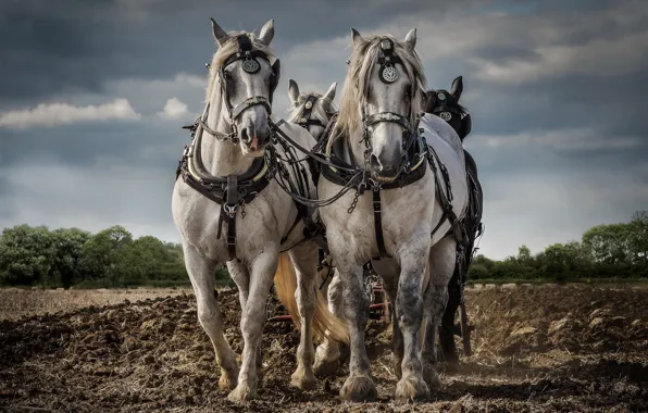 Picture work, horses, arable land