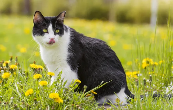 Wallpaper language, cat, summer, grass, cat, dandelions for mobile and ...