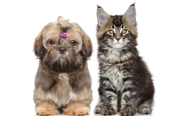 Cat, cat, dog