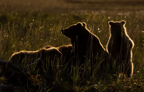 Grass, light, stay, glade, the evening, bears, snag, bears