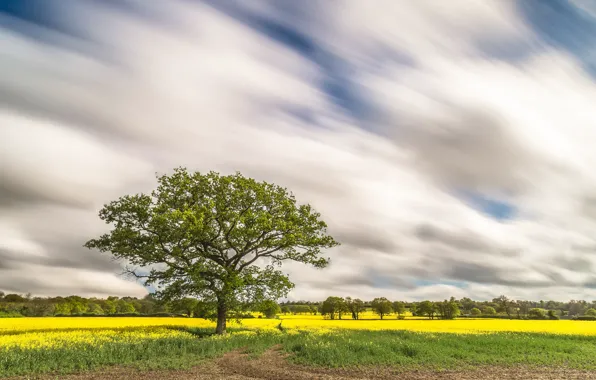 Picture field, the sky, clouds, tree