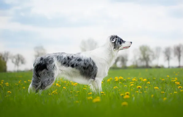 Grass, nature, glade, dog, dandelions, Wallpaper from lolita777, Aussie