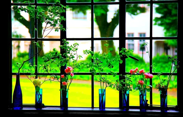 Flowers, frame, window, vase
