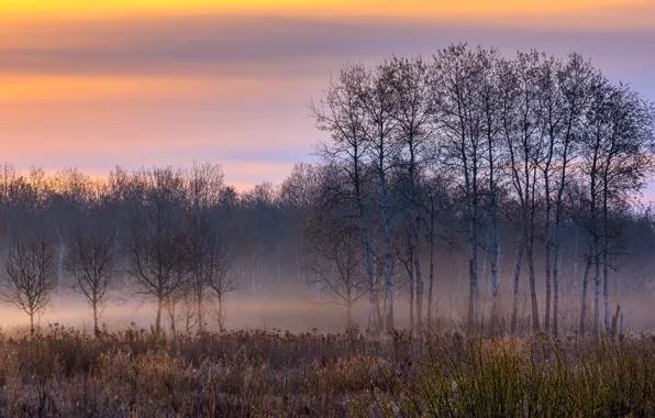 Picture field, fog, spring