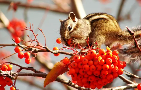 Picture berries, fruit, Chipmunk, Rowan, stocks