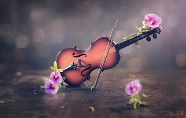 Flowers, violin, bow