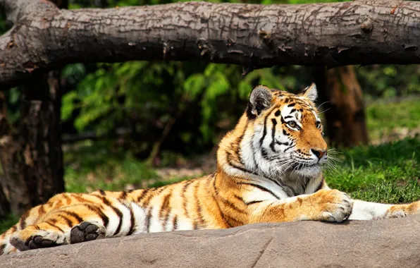 Greens, summer, look, trees, tiger, pose, stones, stay