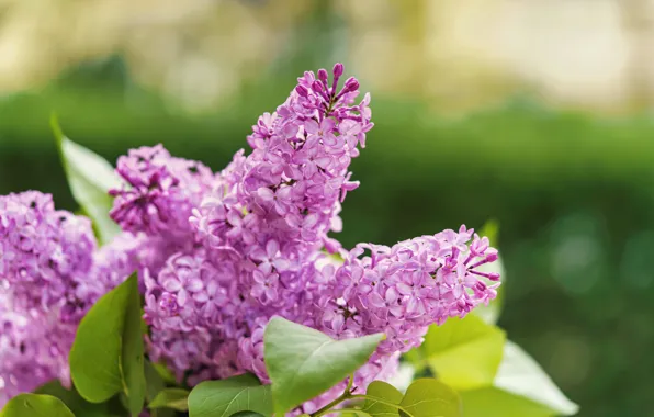 Wallpaper flowers, bokeh, lilac, flowering, spring, branches, inflorescence