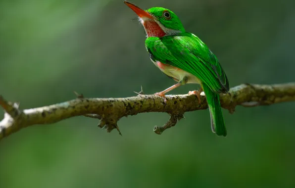 Branches, bird, bokeh, AlexsanderBB, Broad-billed Tody, The broad-billed toddy