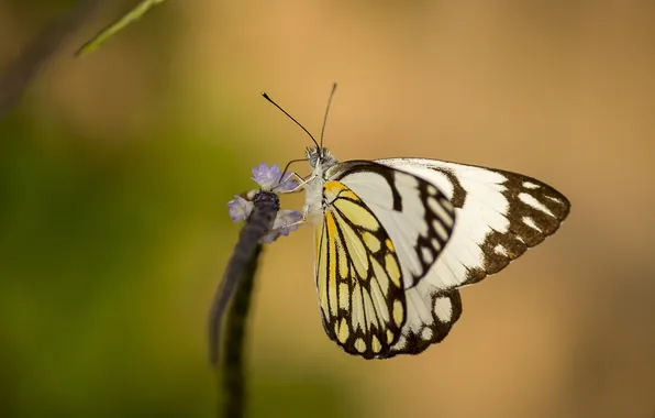 Flower, macro, wings, Butterfly, beautiful, closeup