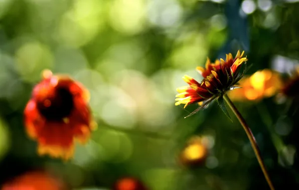 Picture summer, flowers, nature, background, Wallpaper, petals, blur, flowering