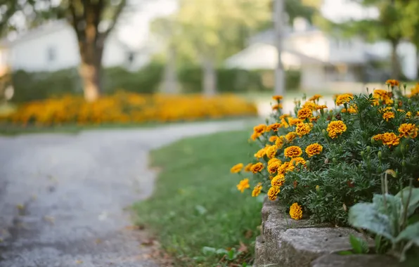Flowers, orange, yellow, petals