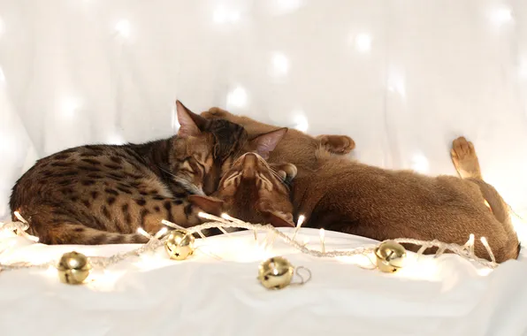 Balls, cats, cats, garland, sleep, Bengal