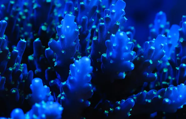 Picture sea, blue, corals, marine life, blue, coral, sea​​, sea creatures