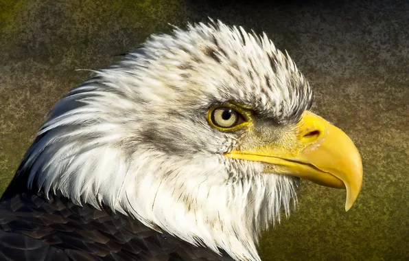 Background, bird, eagle