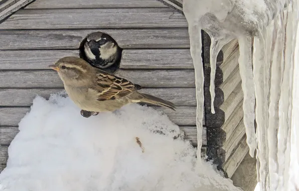 Picture spring, Bird, Sparrow