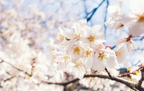 The sky, macro, light, cherry, spring, Sakura