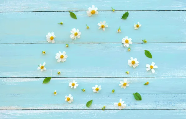 Picture flowers, chamomile, white, white, wood, flowers, beautiful, romantic