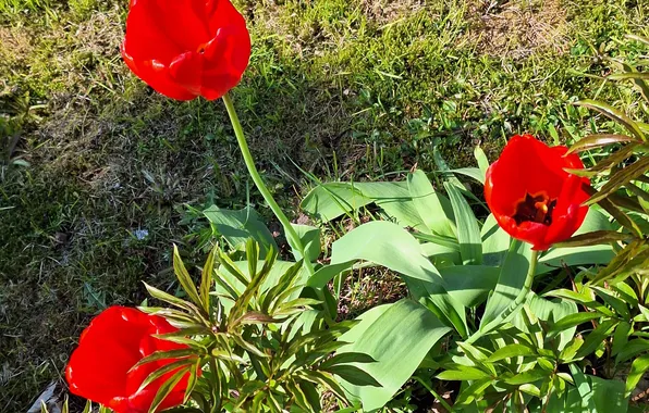 The sun, flower garden, Red Tulips, spring