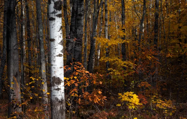 Wood, Autumn, Trees, Leaf, Dave Hoefler