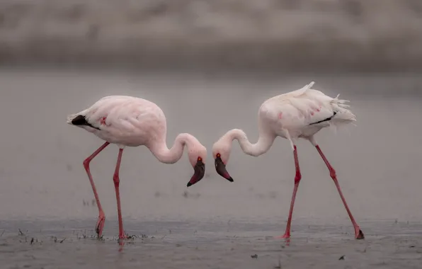 Picture pair, birds, water, Flamingo, pink