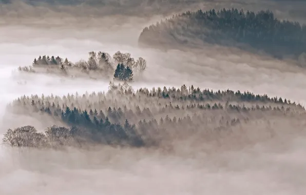 Picture forest, fog, Germany, North Rhine-Westphalia