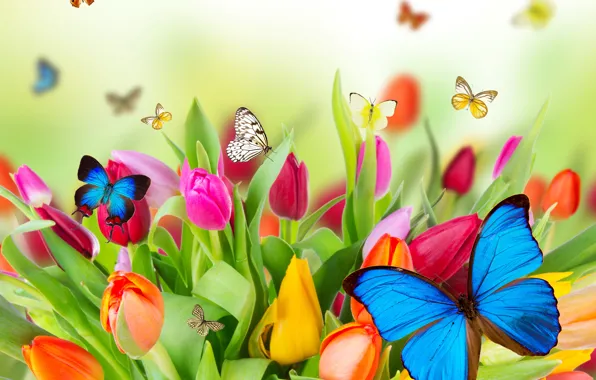 Picture flowers, nature, collage, butterfly, tulips