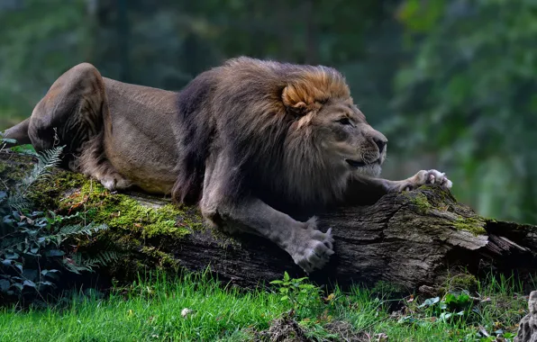 Grass, look, face, nature, pose, Leo, mane, log