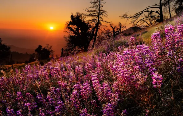 Picture the sky, grass, the sun, trees, landscape, sunset, flowers, mountains