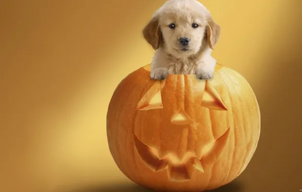 Small, Puppy, pumpkin